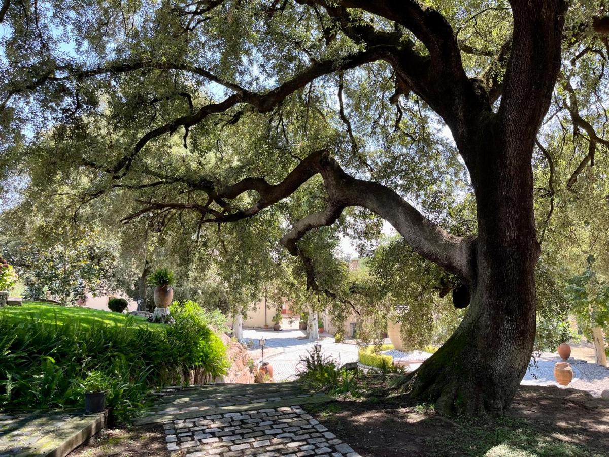 Masia Can Viver - Olive Oil Tourism B&B Bigues I Riells Екстериор снимка